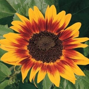 Urban Outfitters Lex Camera Crossbody Bag